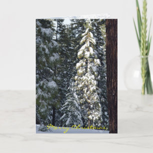 Cartão De Festividades Christmas Card 2006