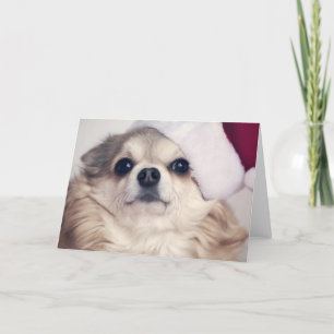 Cartão De Festividades Christmas Doggy Cheer