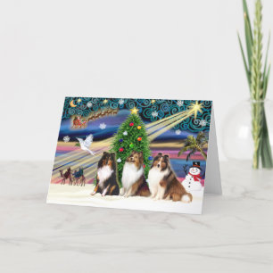 Cartão De Festividades Christmas Magic Shetland Sheepdogs (three)