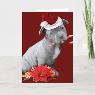 Cartão De Festividades Christmas Pitbull puppy
