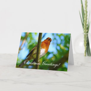 CARTÃO DE FESTIVIDADES CHRISTMAS ROBIN