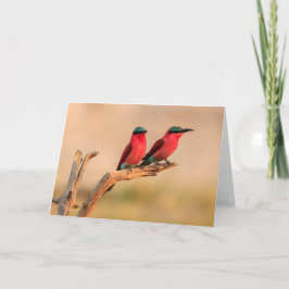 Cartão De Festividades Comedores de abelhas Carmine, Delta do Okavango