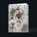 Cartão De Festividades Cone do pinho de Lodgepole no inverno em<br><div class="desc">Cone do pinho de Lodgepole no inverno no mandril Haney do � do parque nacional de Yellowstone/DanitaDelimont.com</div>