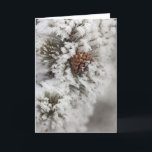 Cartão De Festividades Cone do pinho de Lodgepole no inverno em<br><div class="desc">Cone do pinho de Lodgepole no inverno no mandril Haney do � do parque nacional de Yellowstone/DanitaDelimont.com</div>