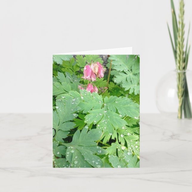 Cartão De Festividades Coracao-de-maria  (Frente)