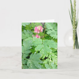 Cartão De Festividades Coracao-de-maria