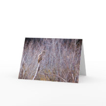 Coruja deseja Felizes Feriados