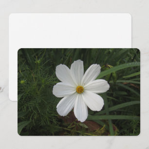 Cartão De Festividades Cosmea