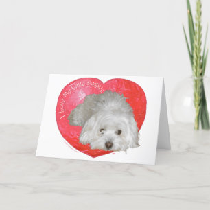 Cartão De Festividades Coton de Tulear Dia dos Namorados