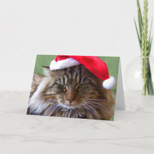 Cartão De Festividades Cranky Christmas Cat Card