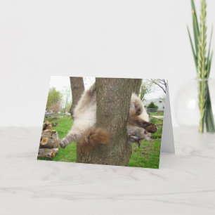 CARTÃO DE FESTIVIDADES CRAZY CAT VALENTINES CARD