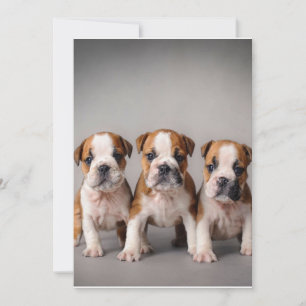 Cartão De Festividades Cuppies de Bulldog Presente para adultos de cão