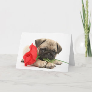 Cartão De Festividades Cute Pug Puppy with Red Rose Valentine