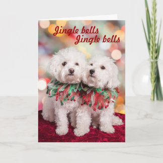 Cartão De Festividades Cutest Bichon Frise