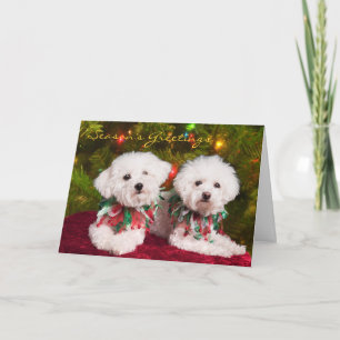 Cartão De Festividades Cutest Bichons Frise