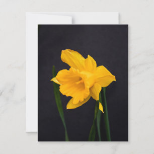 Cartão De Festividades Daffodil Amarelo