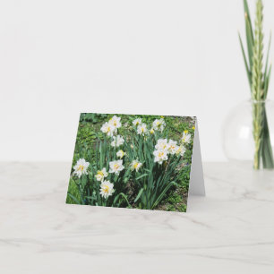 Cartão De Festividades Daffodils