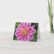 Dahlia do Jardim Branco e Rosa