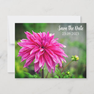 Cartão De Festividades Dahlia Rosa Elegante Flor Salve a Data