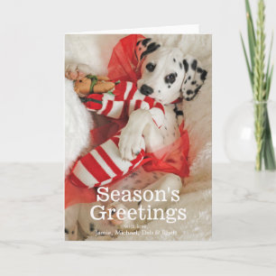Cartão De Festividades Dalmation puppy with Christmas stocking and holly