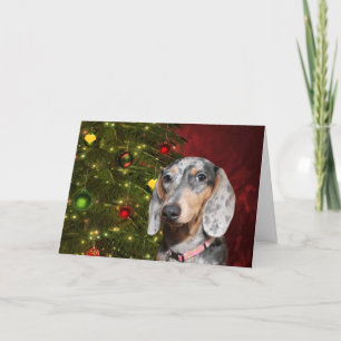 Cartão De Festividades Dappled Dachshund Christmas