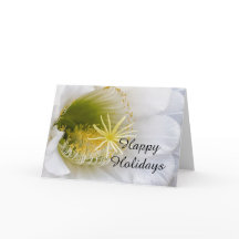 Dentro de um cacto branco em flor