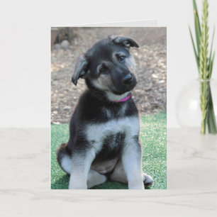 Cartão De Festividades Desculpe o German shepherd mais rápido.