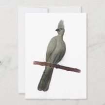 desenho de lápis de pássaros para fora de cinza