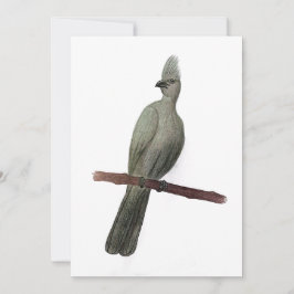Cartão De Festividades desenho de lápis de pássaros para fora de cinza