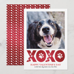Cartão De Festividades dia de os namorados XOXO Pet Dog Fotografia