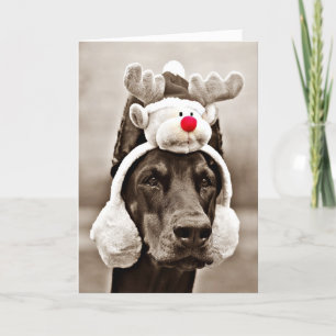 Cartão De Festividades Doberman Christmas Card
