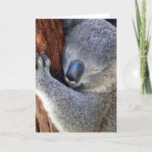 Dormindo Koala