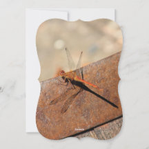 Dragonfly Design com Brown