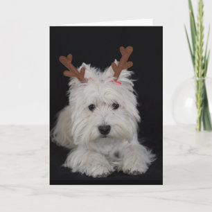 Cartão De Festividades Dreamer, o pesky westie Christmas card