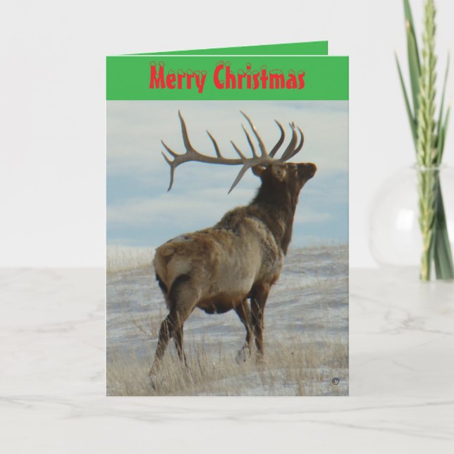 Cartão De Festividades E58 Big Bull Elk On Snow Christmas Card (Frente)