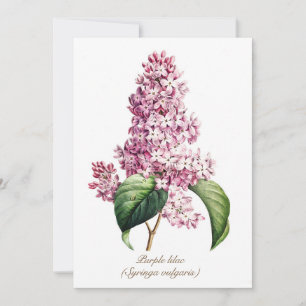 Cartão De Festividades Elegante Flor de Lilás Roxo Botânico Vintage