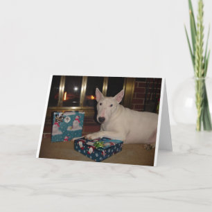 Cartão De Festividades english bull terrier christmas present