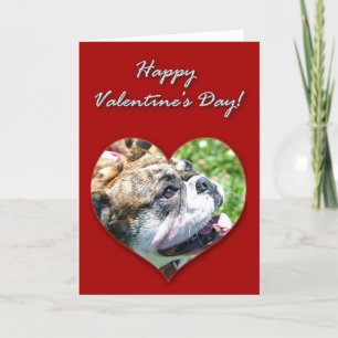 Cartão De Festividades English bulldog Valentines Day Card