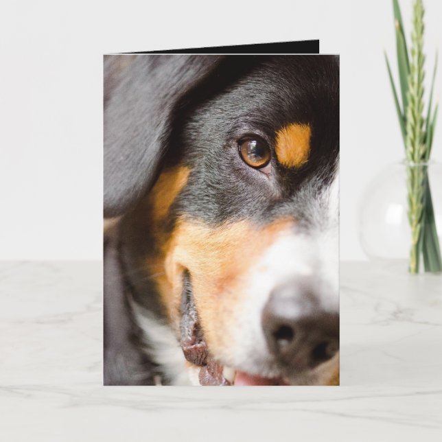 Cartão De Festividades Entlebucher - I've obteve meus olhos em você! (Frente)