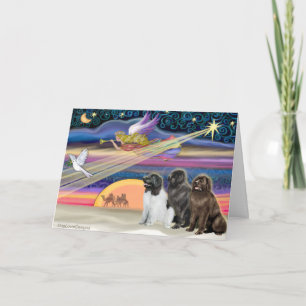 Cartão De Festividades Estrela de Natal - Terra Nova (3)