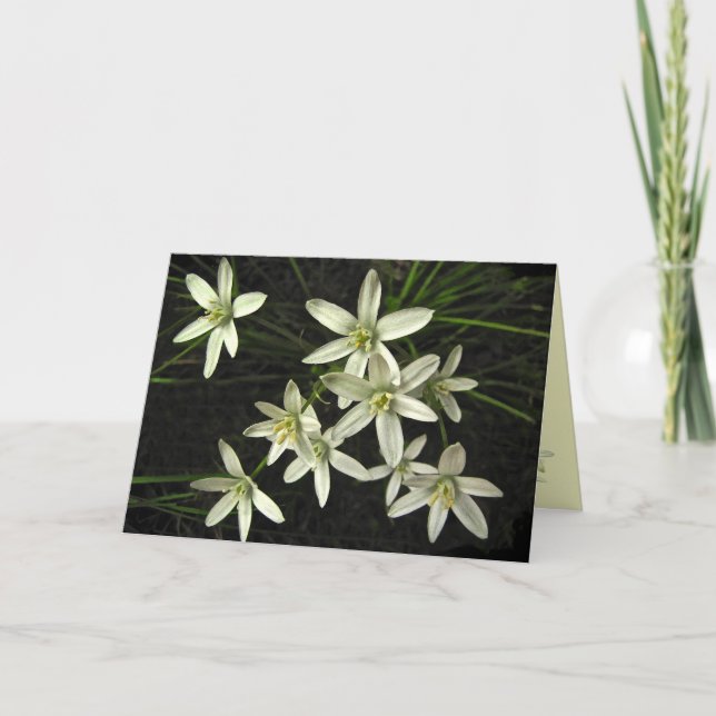 Cartão De Festividades Estrela do Natal de Belém (Frente)