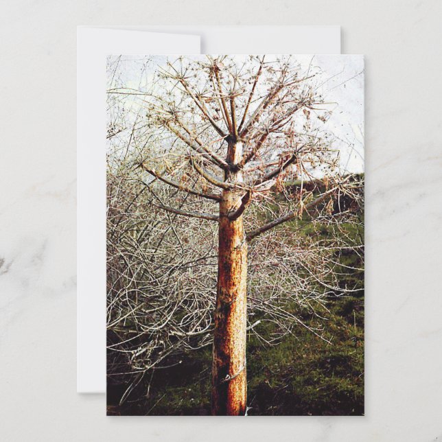 Cartão De Festividades Fábrica de Ferula Seca (Frente)