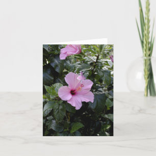 Cartão De Festividades Fada-Sombra Rosa Hibiscus