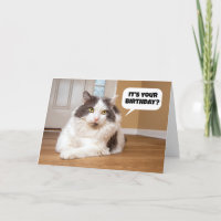 Feliz Aniversário Do Humor Gato