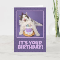 Feliz Aniversário Gato Gordo Que Lança Rosto Com B