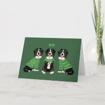 Feliz Dia de São Patrício Bernese Mountain Dogs