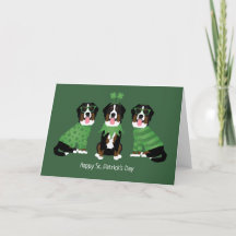 Feliz Dia de São Patrício Bernese Mountain Dogs