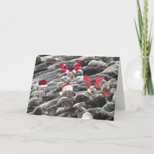 Cartão De Festividades Feliz Natal das focas