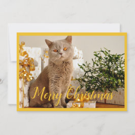 Cartão De Festividades Feliz Natal Gato Fotografia Saudações