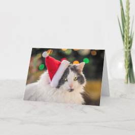 Cartão De Festividades Feliz Natal Para Qualquer Gatinho Fofo de Chapéu d